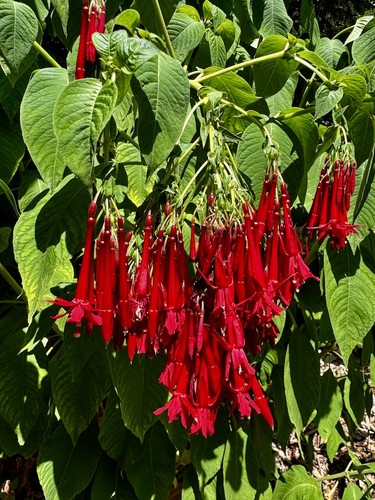 Fuchsia boliviana 9cm potted - boliviana,