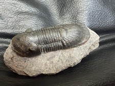 Fossil Trilobite Paralejurus -