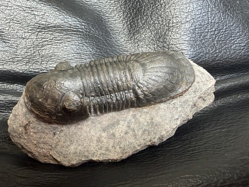 Fossil trilobite paralejurus - trilobite,