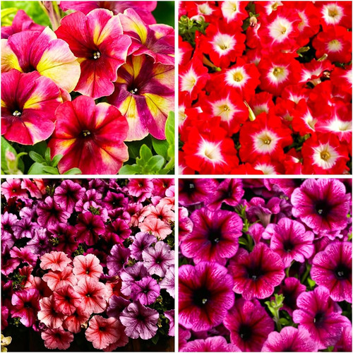 247 rare perennial - 247+, petunia