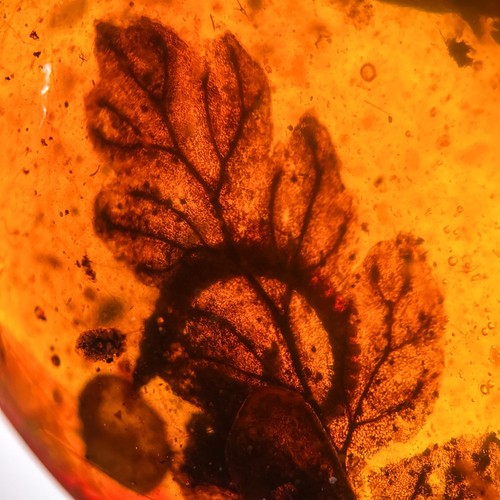 Stunning leaf inclusion - inclusion, in