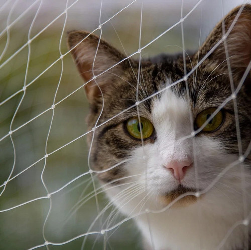Pet cat safety - cat, fence
