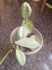 Hoya Lacunosa Silver Coin 2 plants in pot🌿🍂🍁