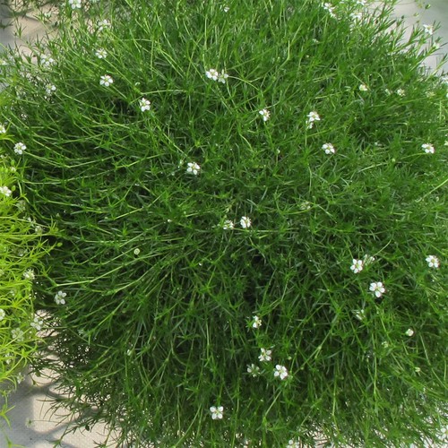 Sagina green irish moss - irish,