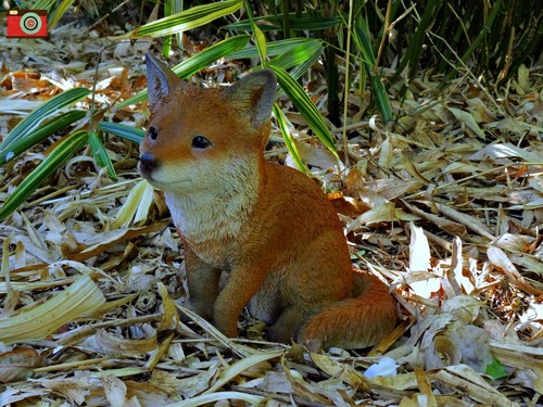 Sitting fox cub - sitting,