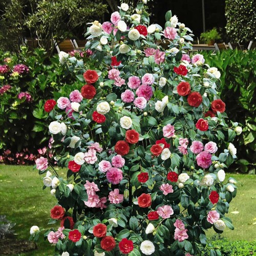 Camellia tricolour potted - camellia,