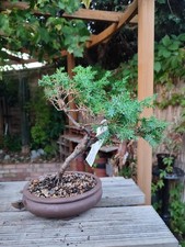 Japanese Juniper Bonsai In