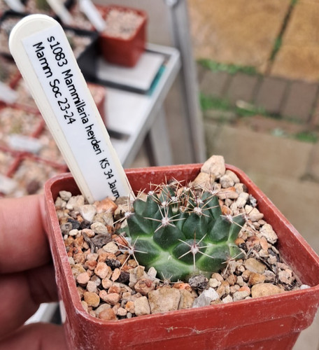 Mammillaria heyderi ks34 - mammillaria,