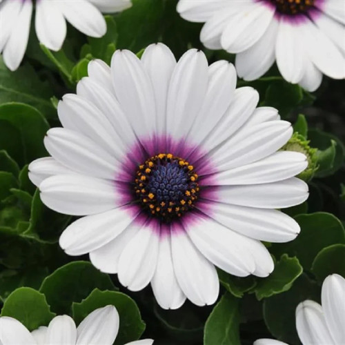 African daisy purple eyed - 6,