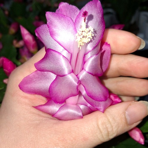 Pink christmas cactus plant - plant, 2