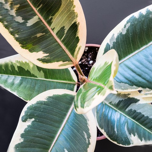 40cm potted ficus - 30-40cm, |