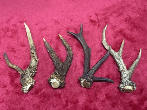 Pieces fancy roe deer - 4, of