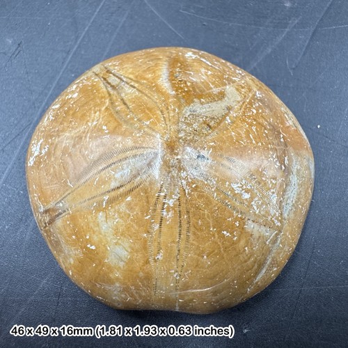 Pygurus urchin echinoid - urchin, fossil