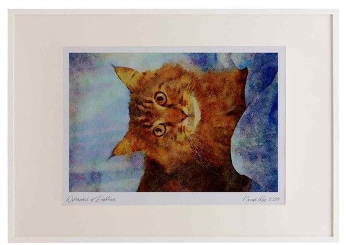 458043 maine coon brown tabby - maine,