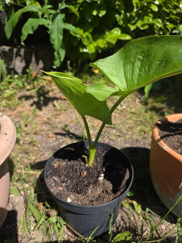 Calla lily zantedeschia plant - lily,