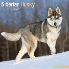 Siberian Husky 2026 Calendar | Dog Breed Gift Wall 15% OFF MULTI ORDERS