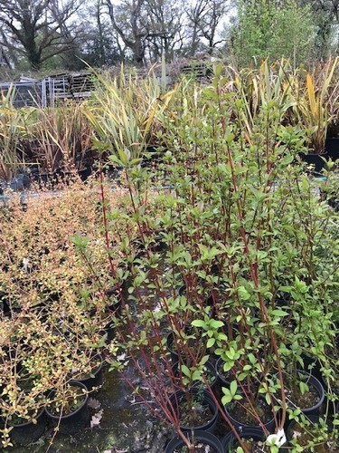 Cornus alba - 2l, wood)