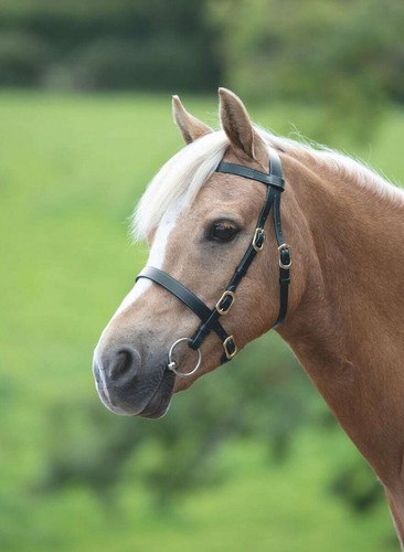 Shires velociti gara plain - velociti,