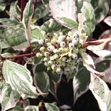 Hardy Cornus Shrub Dogwood