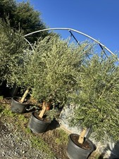10/12ft Olive Tree
