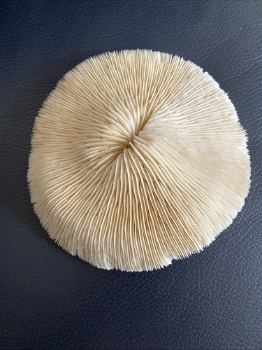 Natural white ocean mushroom - white,