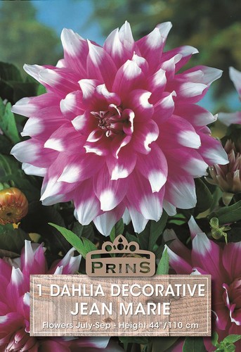 Dahlia bulb tuber - dahlia, decorative