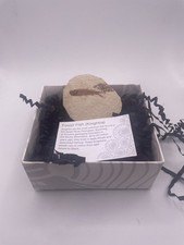 Knighta. Fossil Fish. Green