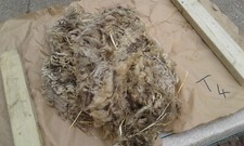 Raw Sheep Fleece Spinning