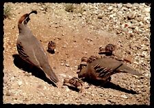 Postcard Arizona's Gambel