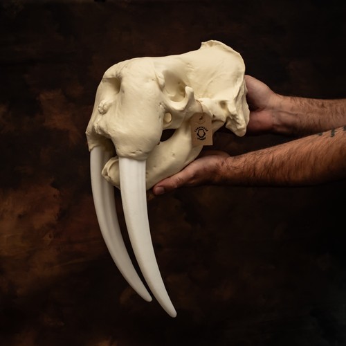 Walrus skull replica - walrus,