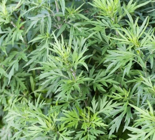 250 mugwort seeds - 250, seeds–