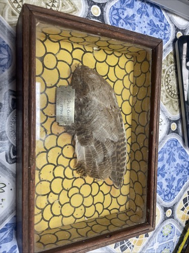 Phasianus colchicus taxidermy - colchicus,