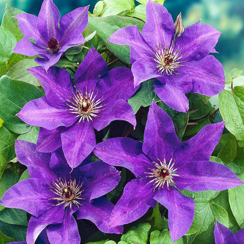 Clematis the president hardy - president,