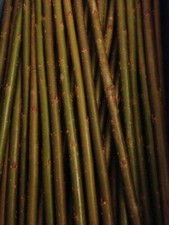 50 x  Salix Alba White willow