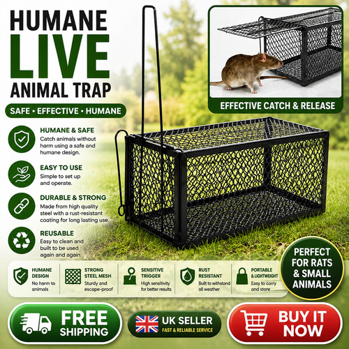 Mouse trap rat - mouse,