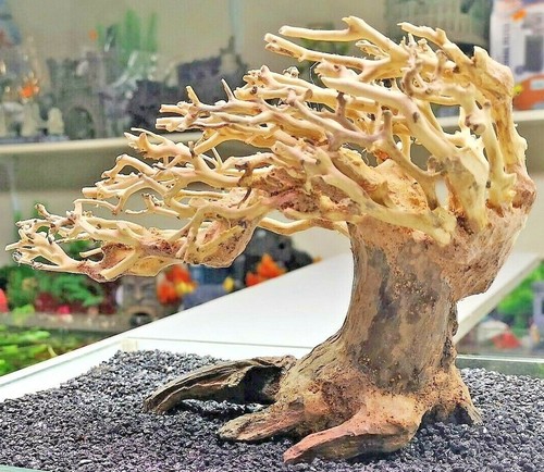 Bonsai tree ornament - tree, aquarium