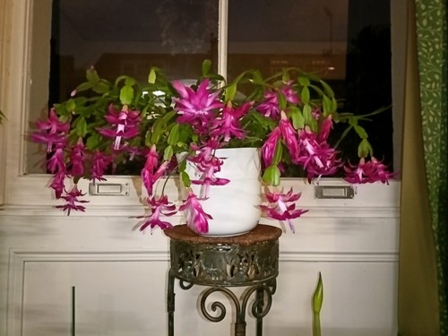 Christmas cactus red - christmas,