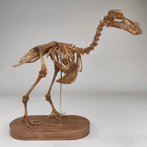 Raphus cucullatus dodo - cucullatus,