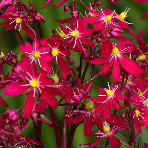 Saxifrage dancing pixies tally - dancing,