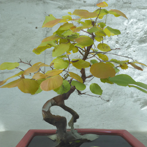 Bauhinia racemosa bidi - bauhinia,
