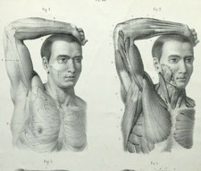 External Forms of Man Anatomy print by Dr Fau Atlas  Original Litho Plate 1848