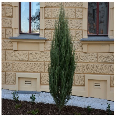 Juniperus scopulorum blue - juniperus,