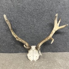 Fallow Buck Deer Skull