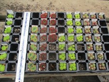 Jovibarba (Sempervivum) 5