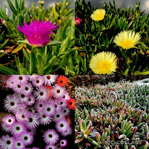 Mixed hottentot fig plants - 5,