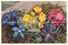 R499429 Flora Alpina Gentiana Acaulis Primula Auricula Stehli No 741