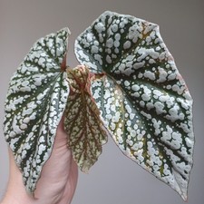 RARE - Begonia Snowcap PINK HIGHLY Variegated, 3-LEAF TOP Cutting, Rooting, A1