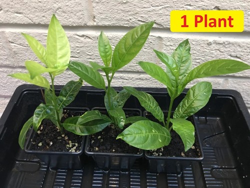 Cestrum nocturnum plant - nocturnum,