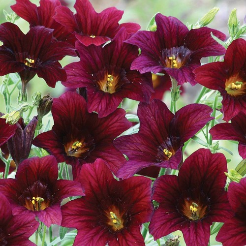 Salpiglossis seeds flowers - salpiglossis,