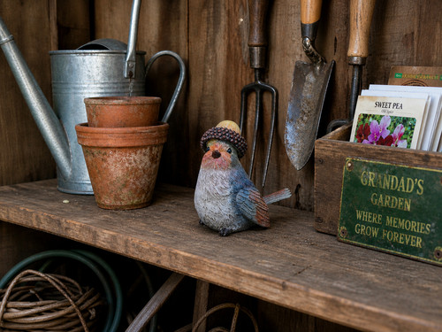 Robin with acorn hat - robin,